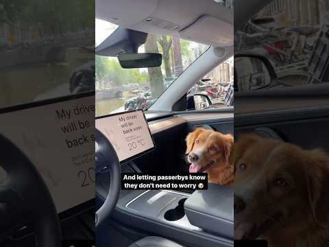 Der ultimative Leitfaden zum Tesery Tesla Model Y Dog Mode